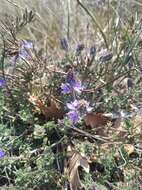 Image of Veronica capsellicarpa Dubovik