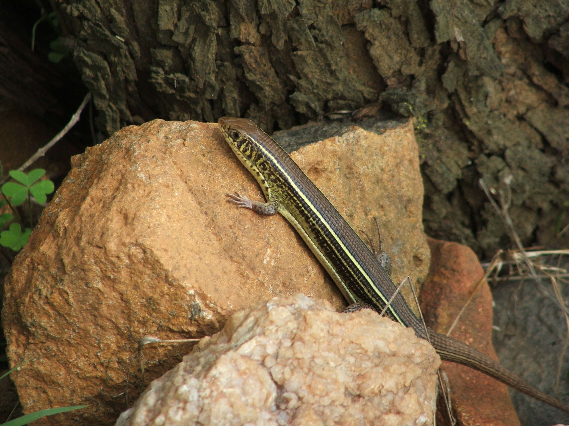 Image of Yellow-throated Plated Lizard