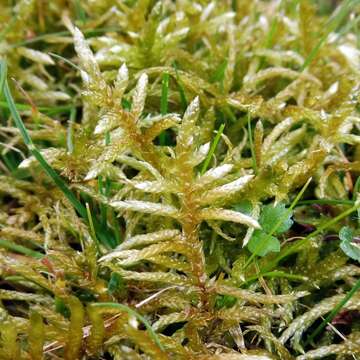 Image of pseudoscleropodium moss