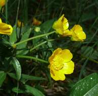 Image of Buttercup