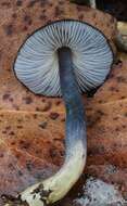 Image of Entoloma moongum Grgur. 1997