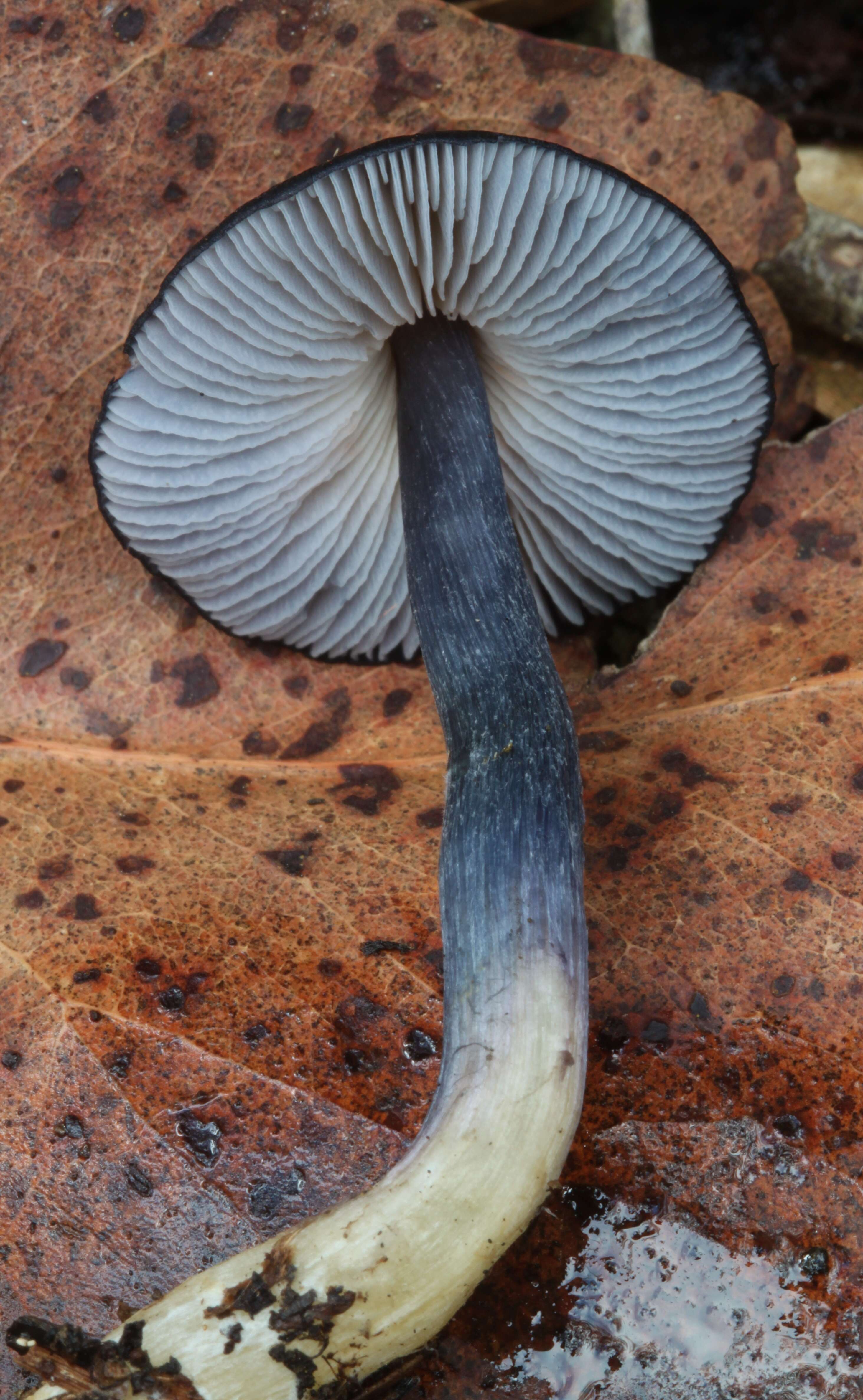 Image of Entoloma moongum Grgur. 1997