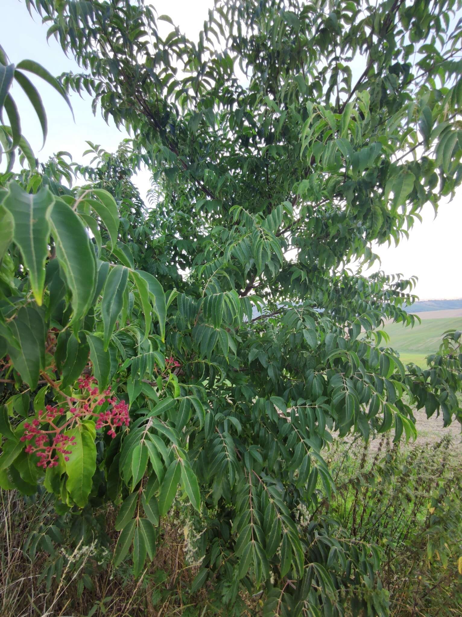 Image of bee-bee tree