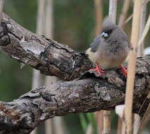 Image of White-backed Mousebird