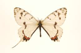 Image of Sericinus montela Gray 1852