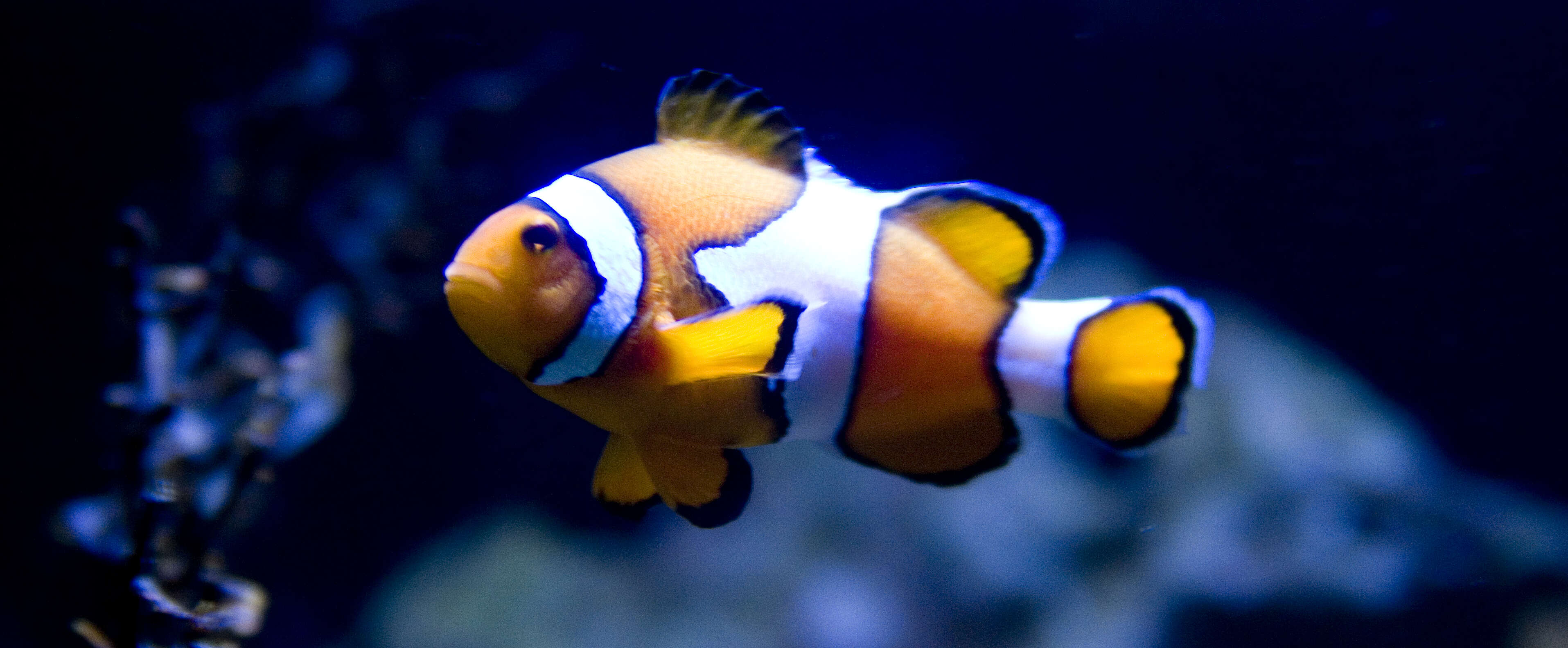 Image of Common clownfish