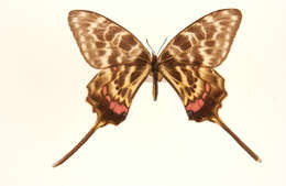 Image of Sericinus montela Gray 1852