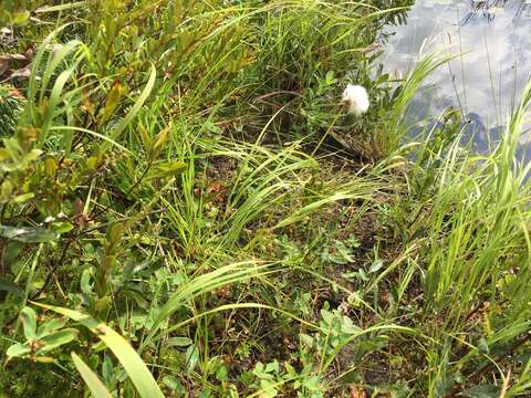 Imagem de Eriophorum virginicum L.