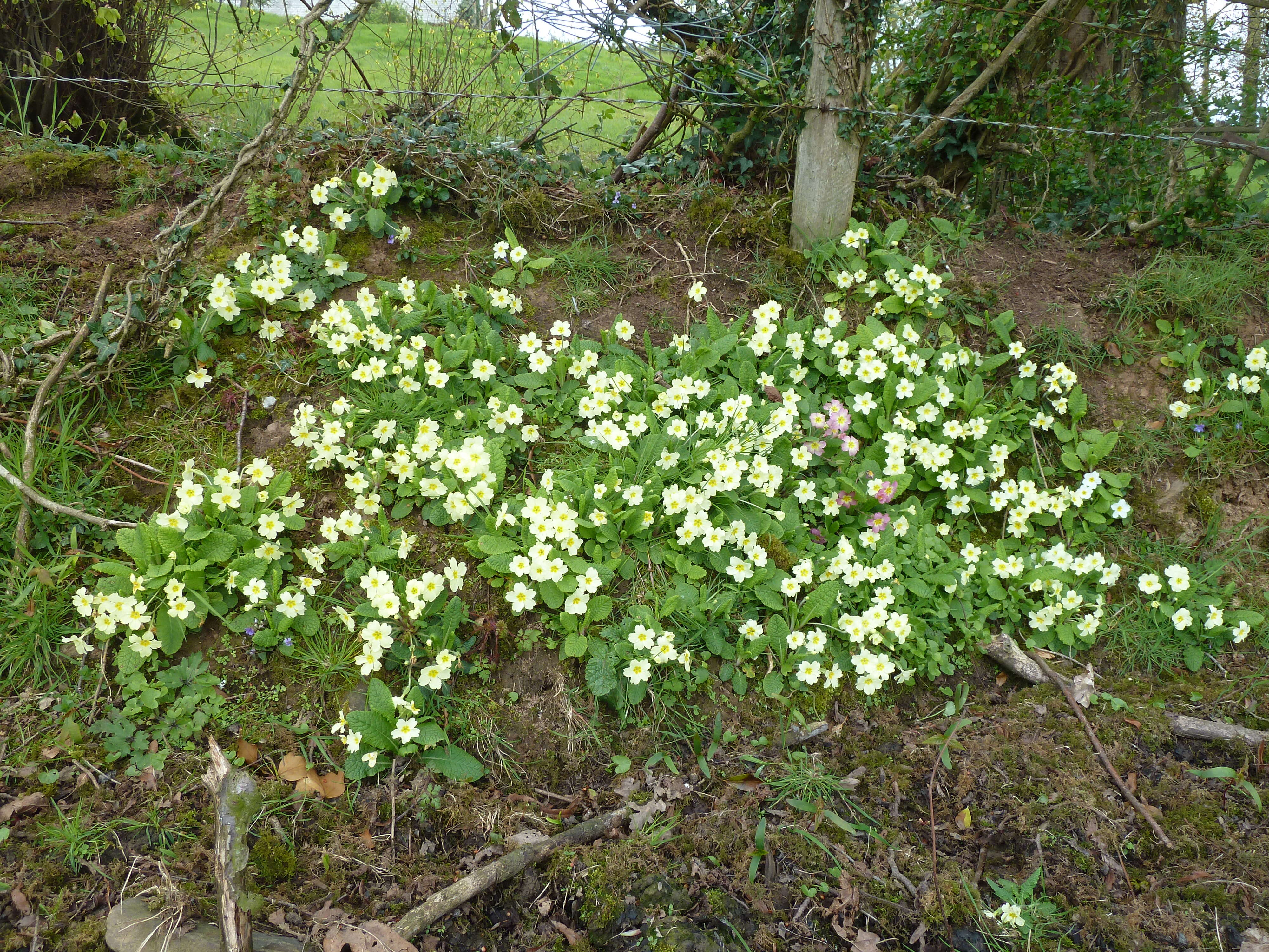 Image of Primrose