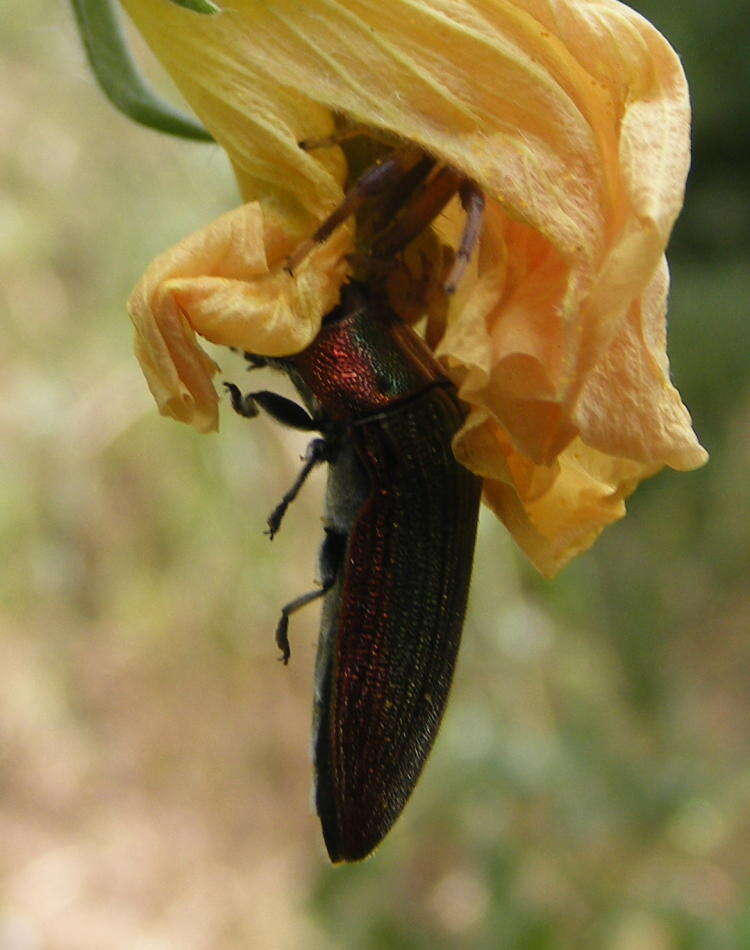 Image of <i>Acmaeodera <i>viridaenea</i></i> viridaenea