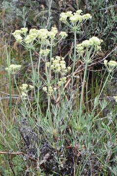 Image of parsnipflower buckwheat