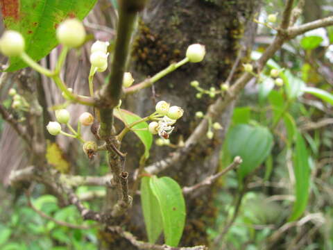 Image de Miconia borinquensis