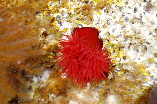 Image of Beadlet anemone