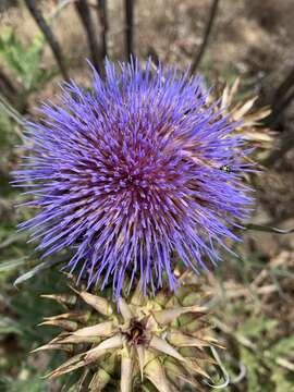 Image of Cynara cardunculus subsp. flavescens A. Wiklund