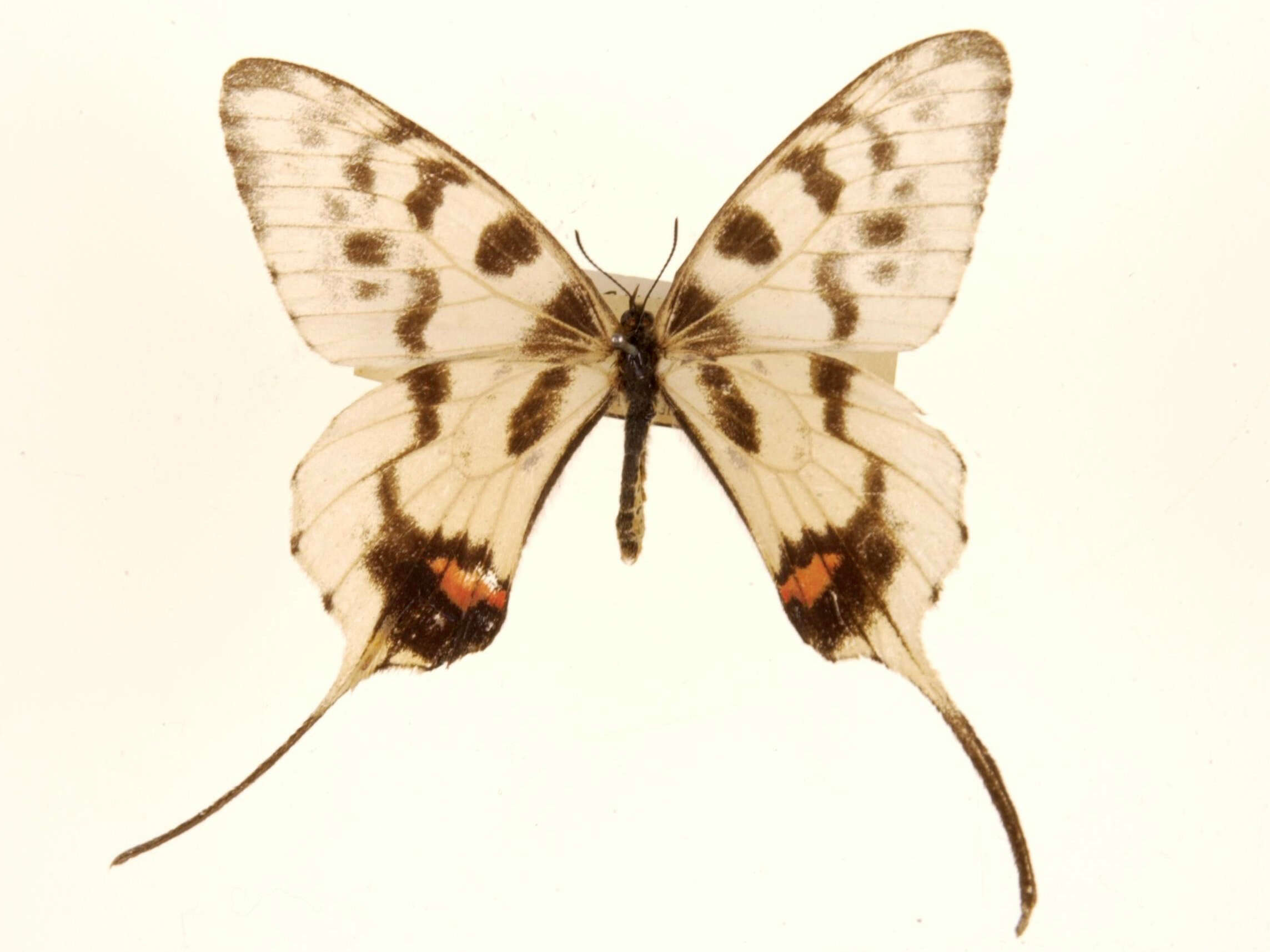 Image of Sericinus montela Gray 1852