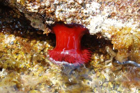 Image of Beadlet anemone