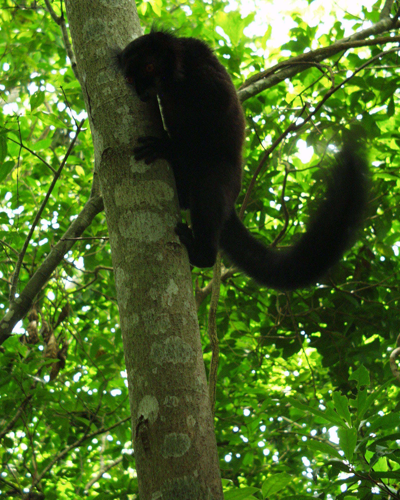 Image of Black Lemur