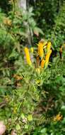 Image de Macranthera flammea (Bartr.) Pennell