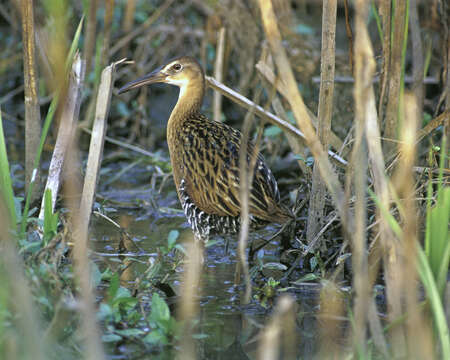 Image of King Rail