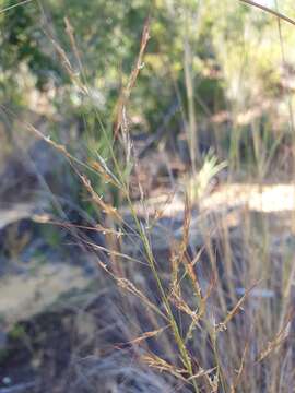 Aristida similis Steud.的圖片