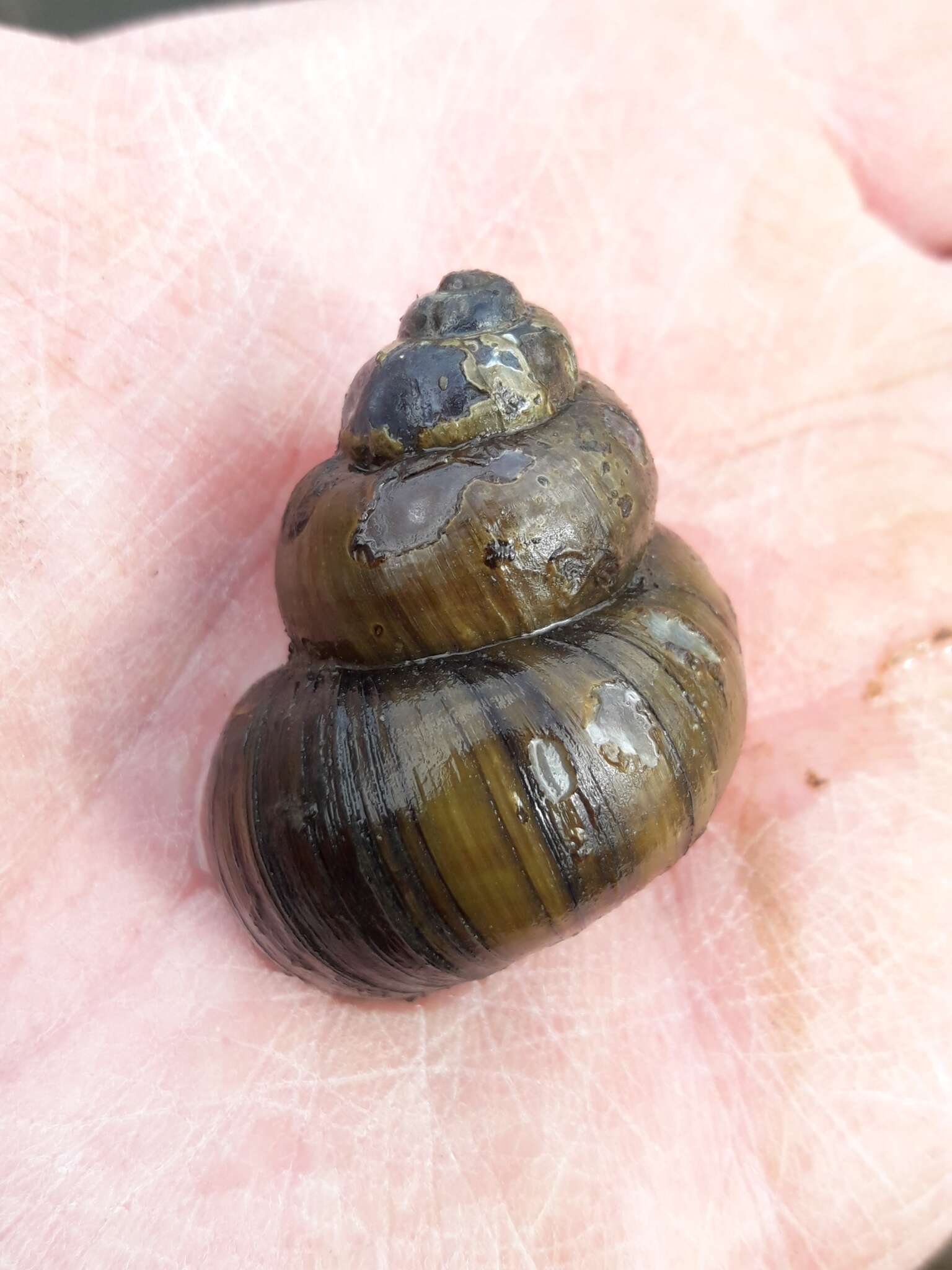 Image of Lister's River Snail