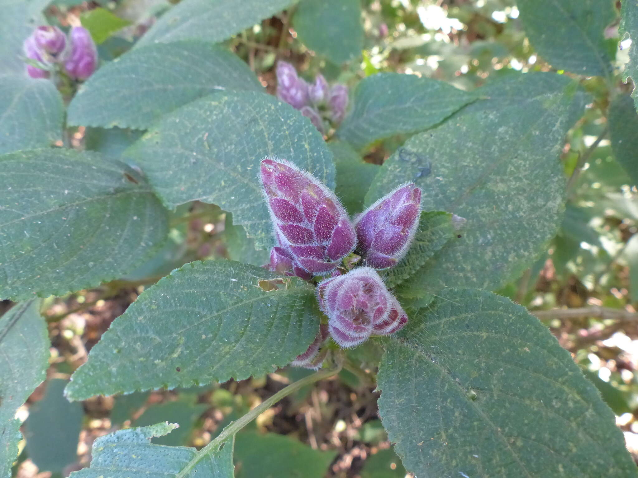 Imagem de Strobilanthes heyneanus Nees