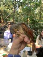 Image of Chestnut-winged Foliage-gleaner