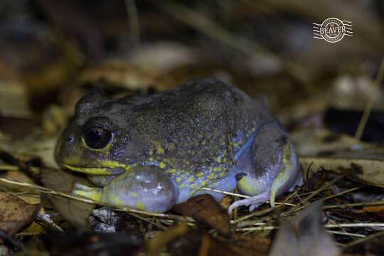 Image of Western Marsh Frog