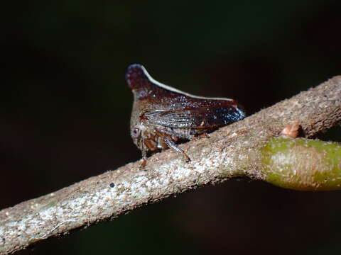 Image of Glossonotus univittatus