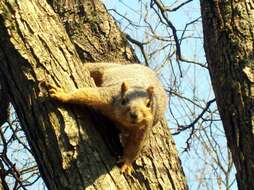 Image of Sciurus subgen. Sciurus Linnaeus 1758