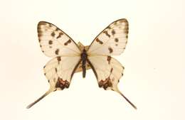 Image of Sericinus montela Gray 1852