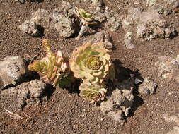 Image of Aeonium ciliatum (Willd.) Webb & Berth.