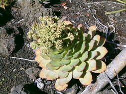 Image of Aeonium ciliatum (Willd.) Webb & Berth.