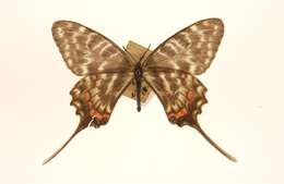 Image of Sericinus montela Gray 1852