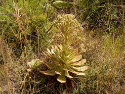 Image of Aeonium ciliatum (Willd.) Webb & Berth.