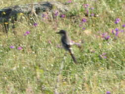 Image of Iberian Grey Shrike