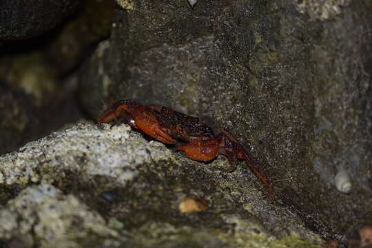 Image of variegate shore crab