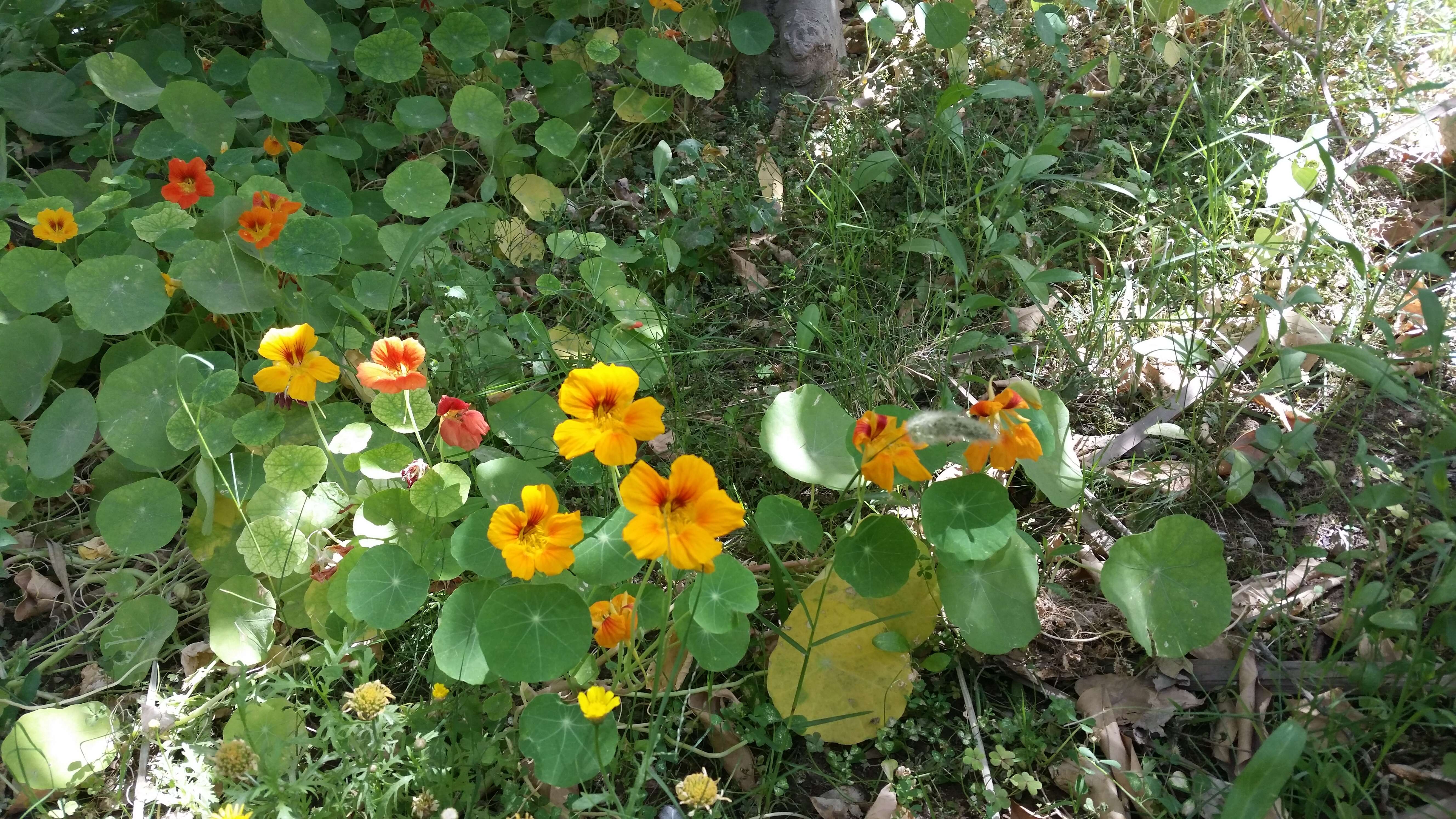 Image of Garden Nasturtium