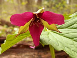 Image of red trillium