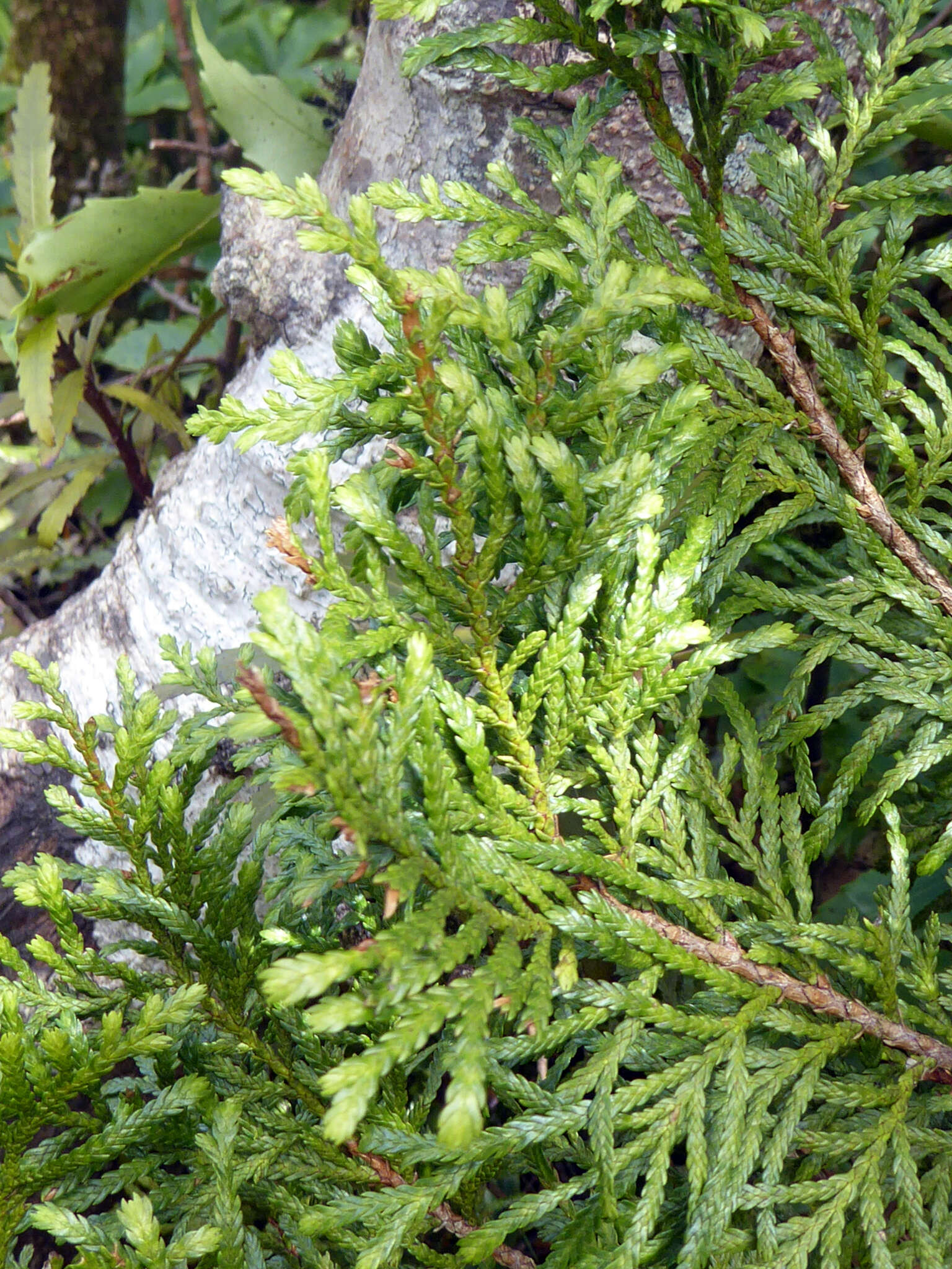 Image of Cedar