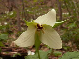 Image of red trillium