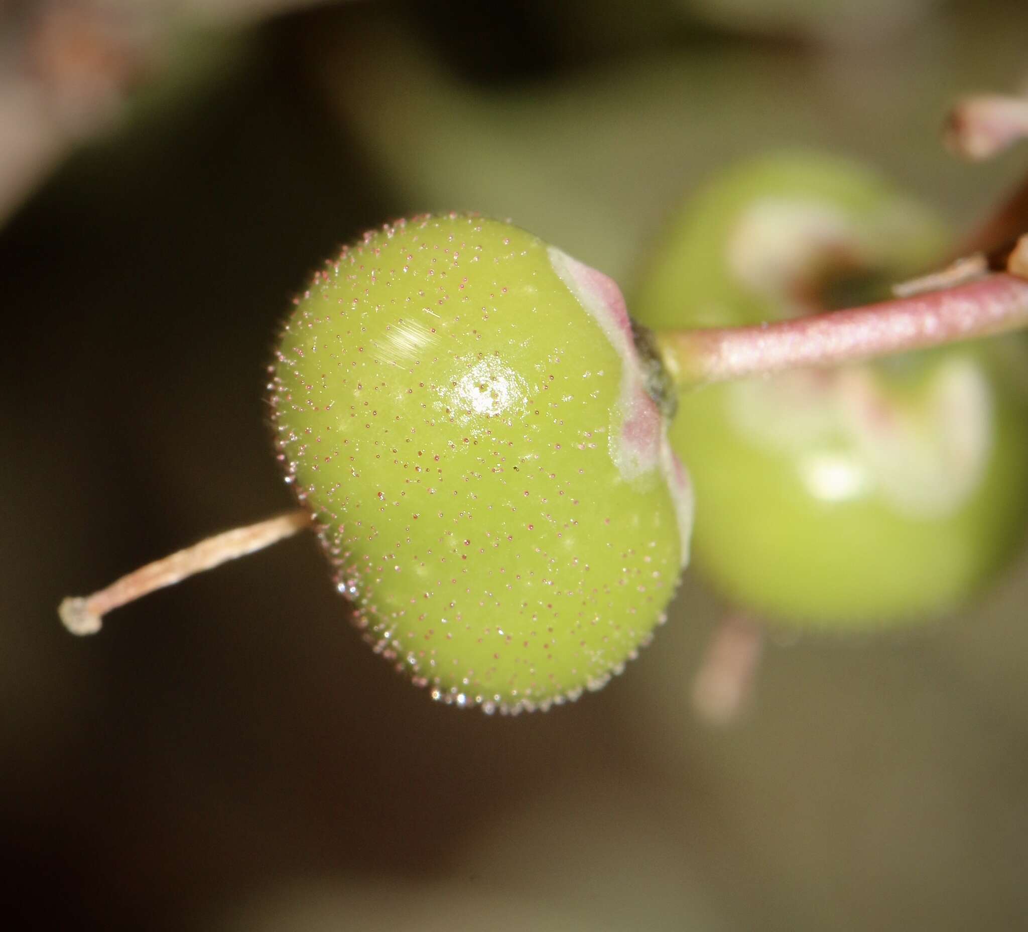 Слика од Arctostaphylos manzanita subsp. elegans (Eastw.) P. V. Wells