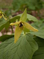 Image of red trillium