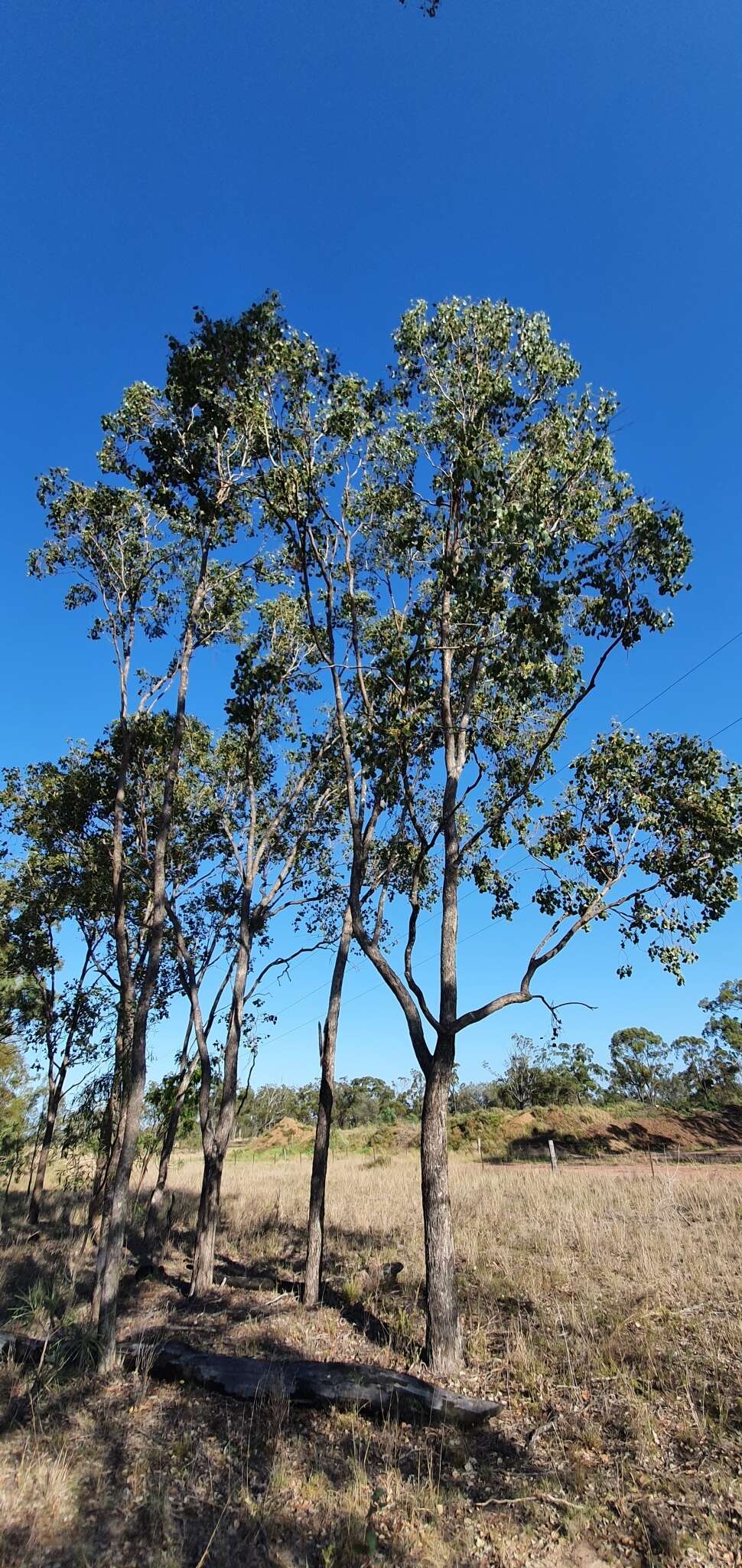 Image of Eucalyptus populnea F. Müll.