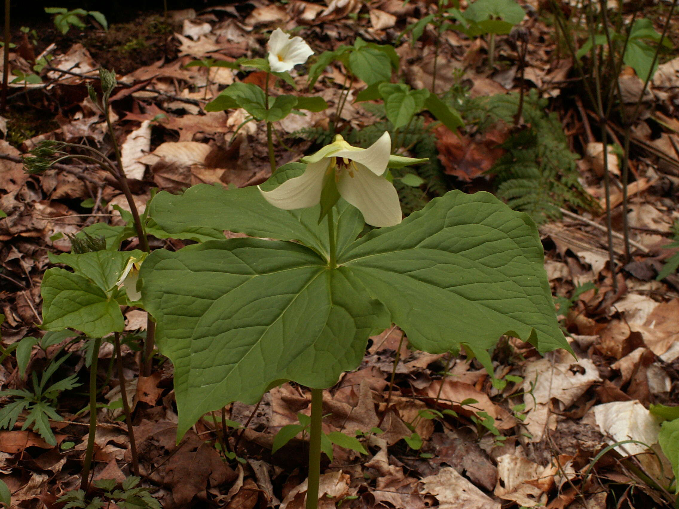 Imagem de Trillium erectum L.