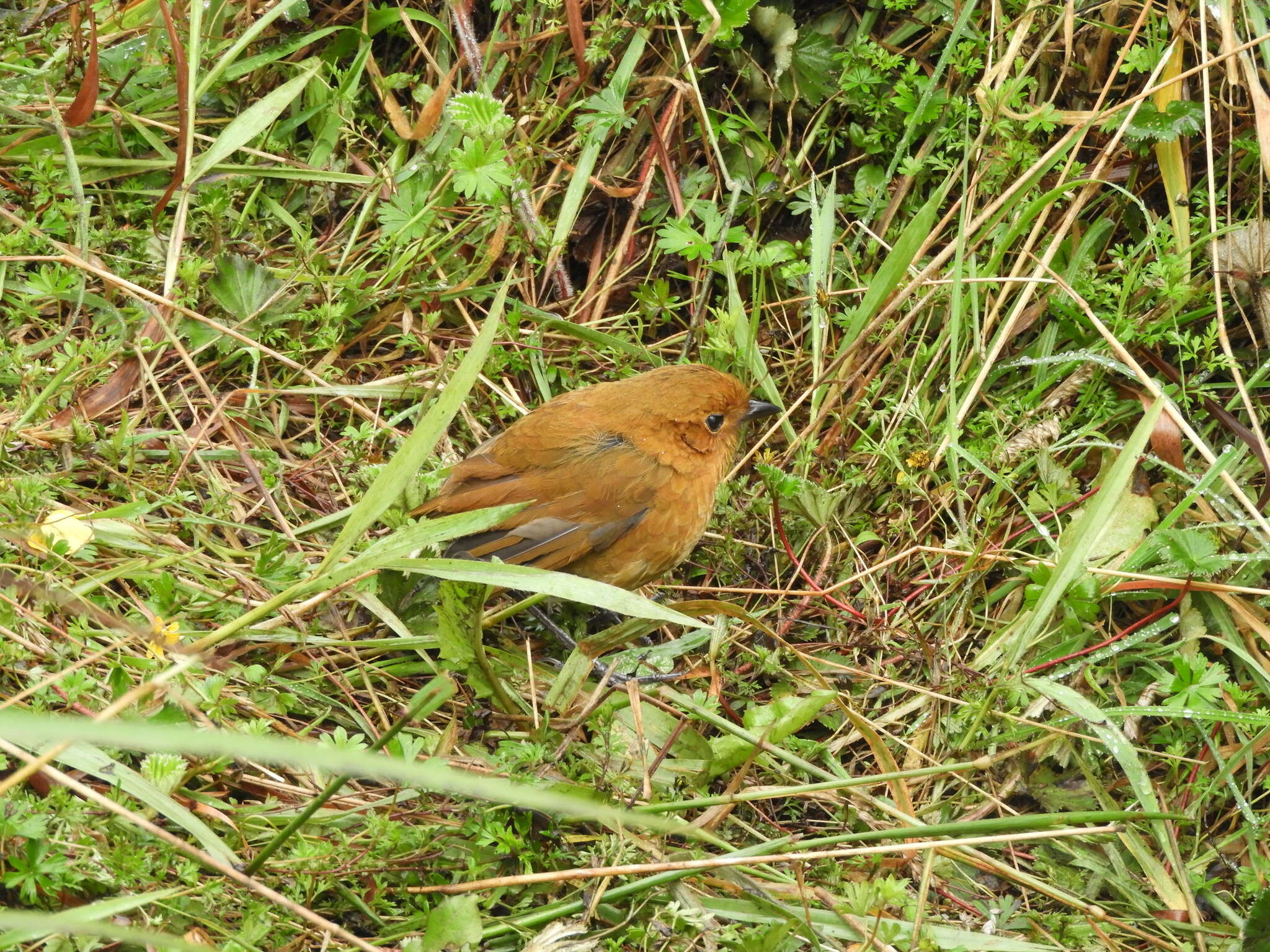 Grallaria saturata resmi