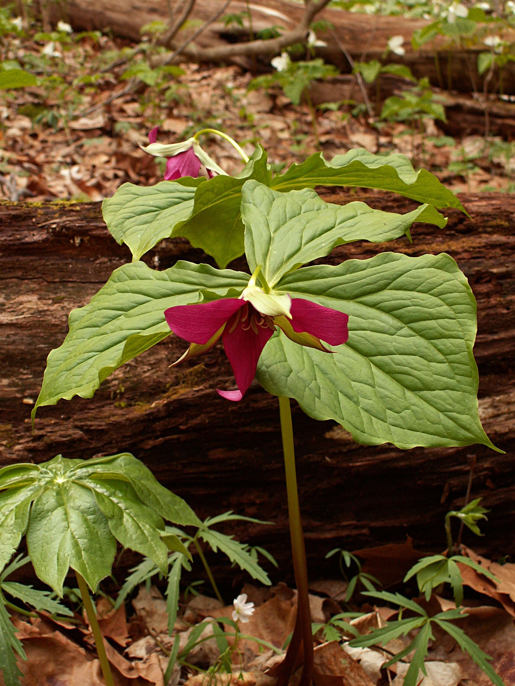 Image of red trillium