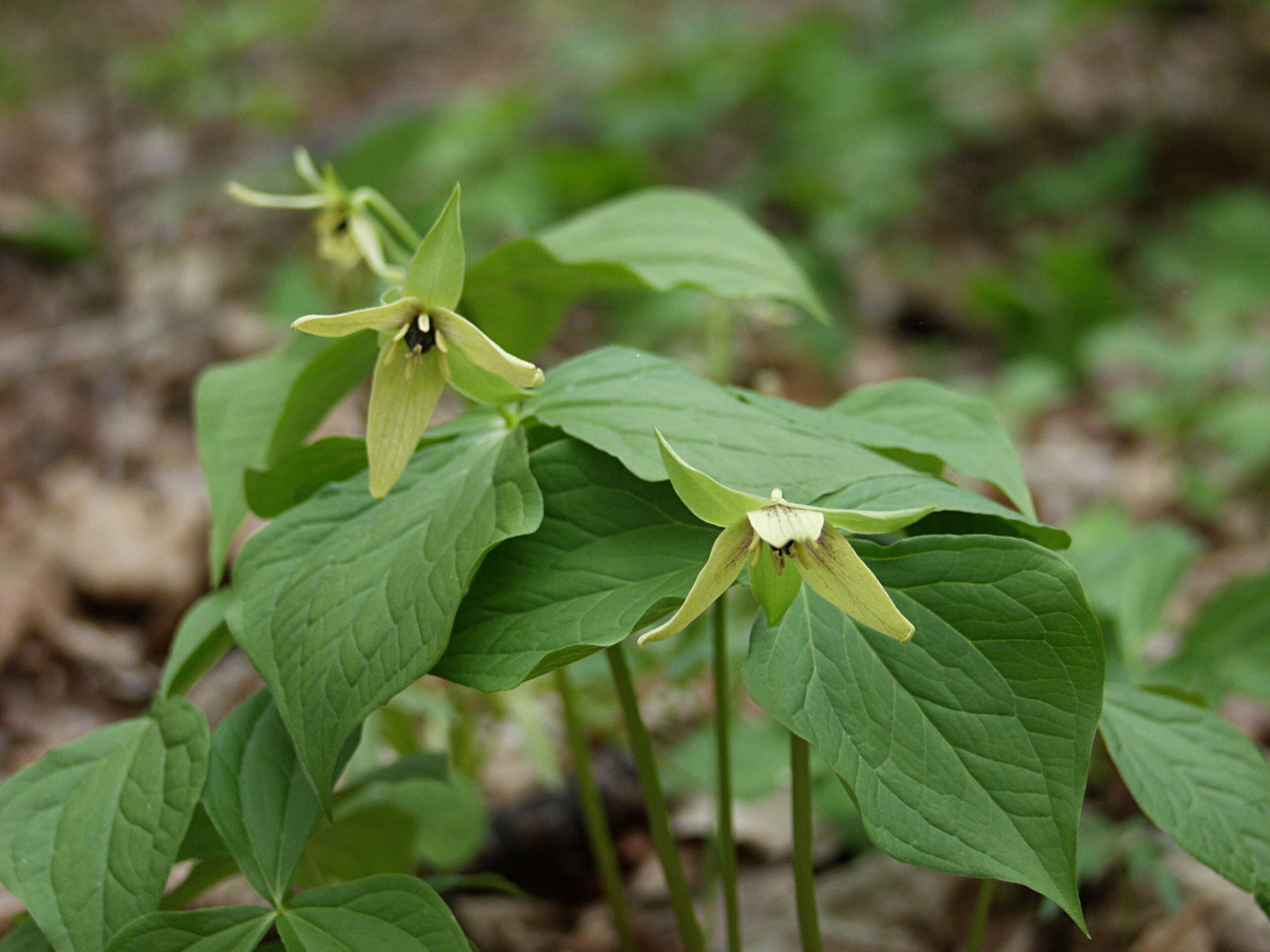 Image of red trillium