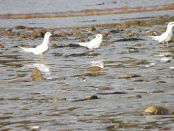 Image of Snowy-crowned Tern