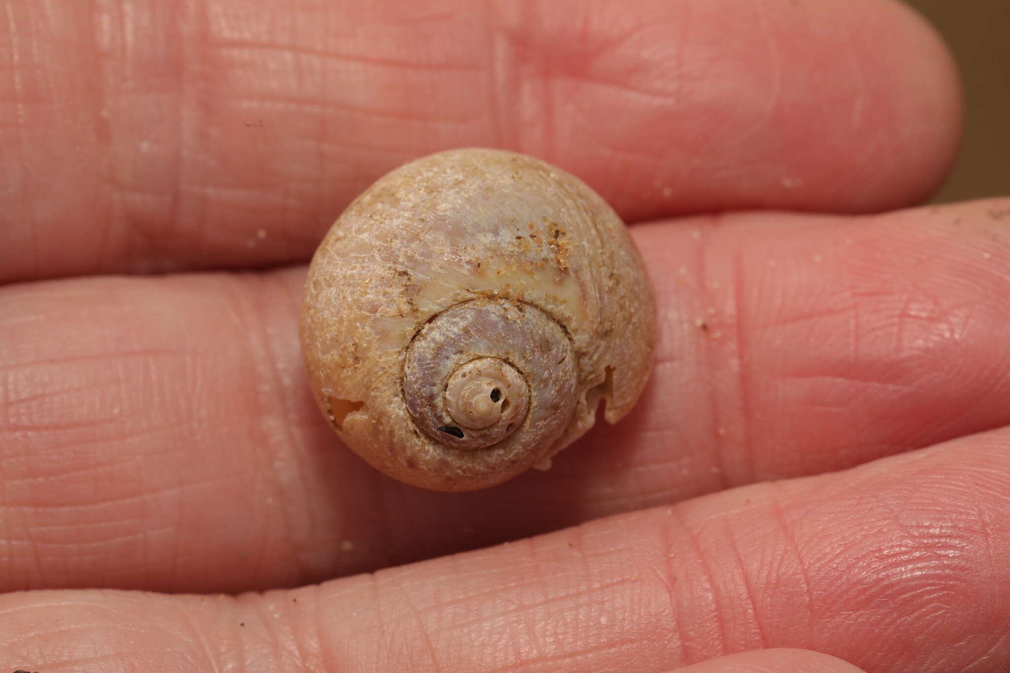 Image of European necklace shell